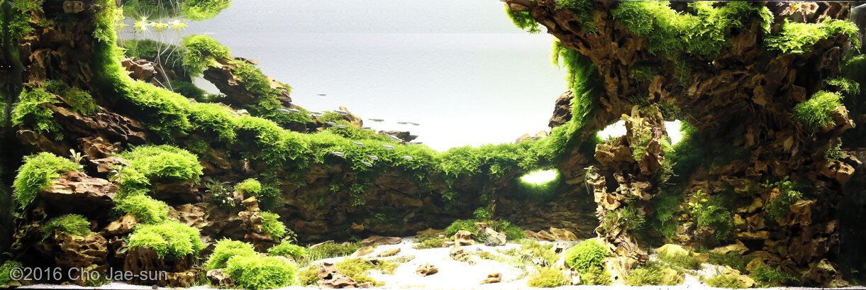 AGA 2016 Aquascaping Contest: #389