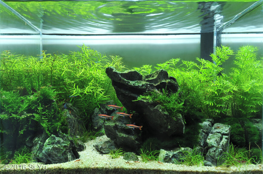 AGA 2016 Aquascaping Contest: #401