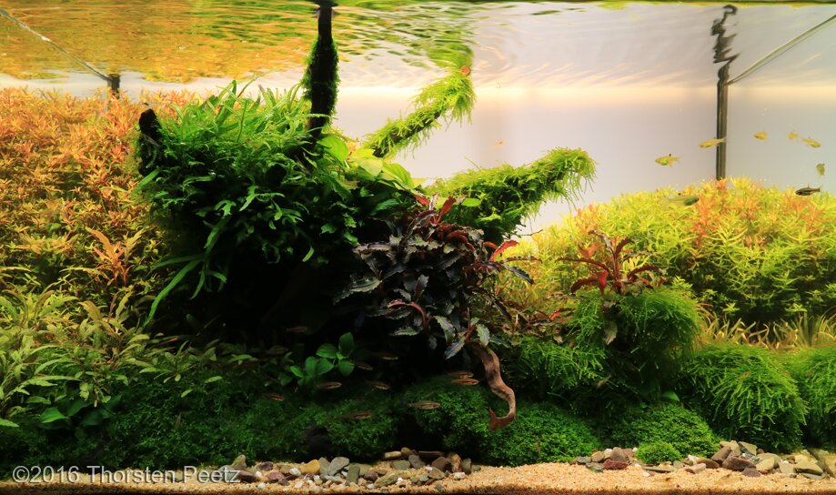 AGA 2016 Aquascaping Contest: #414