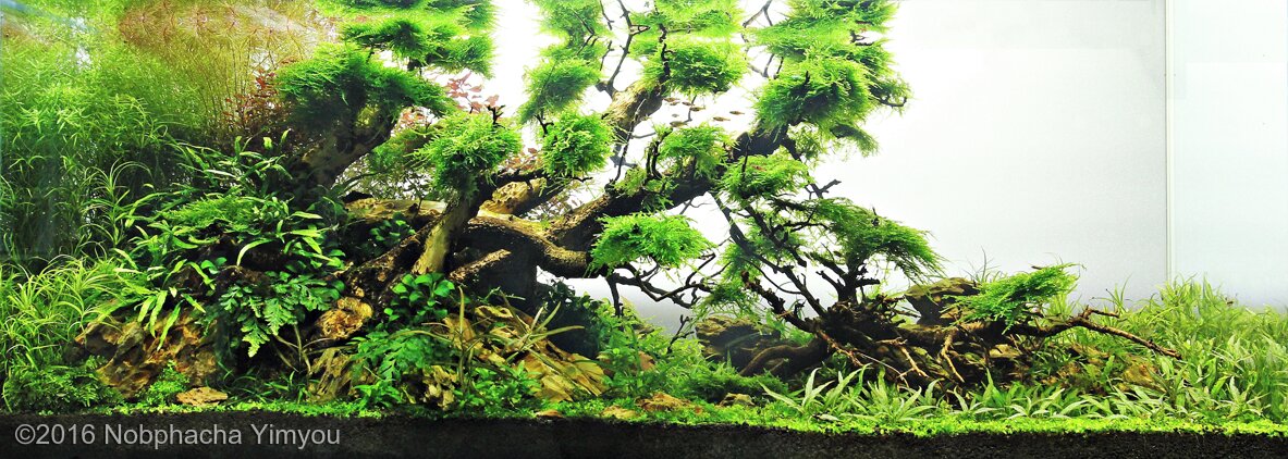 AGA 2016 Aquascaping Contest: #430