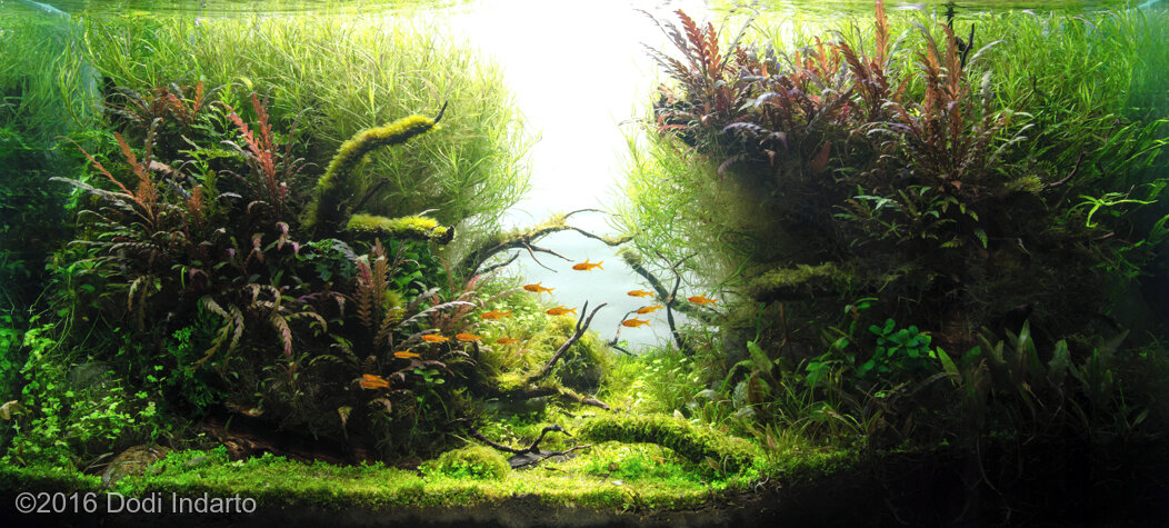 AGA 2016 Aquascaping Contest: #502