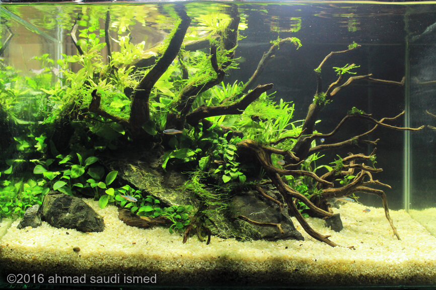 AGA 2016 Aquascaping Contest: #551