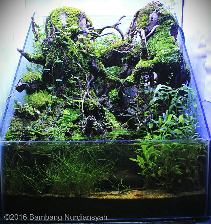 AGA 2016 Aquascaping Contest: #594