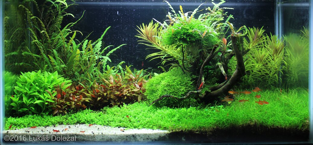 AGA 2016 Aquascaping Contest: #613