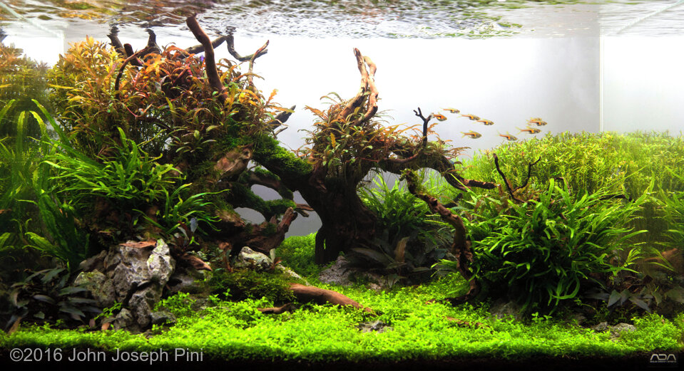 AGA 2016 Aquascaping Contest: #640