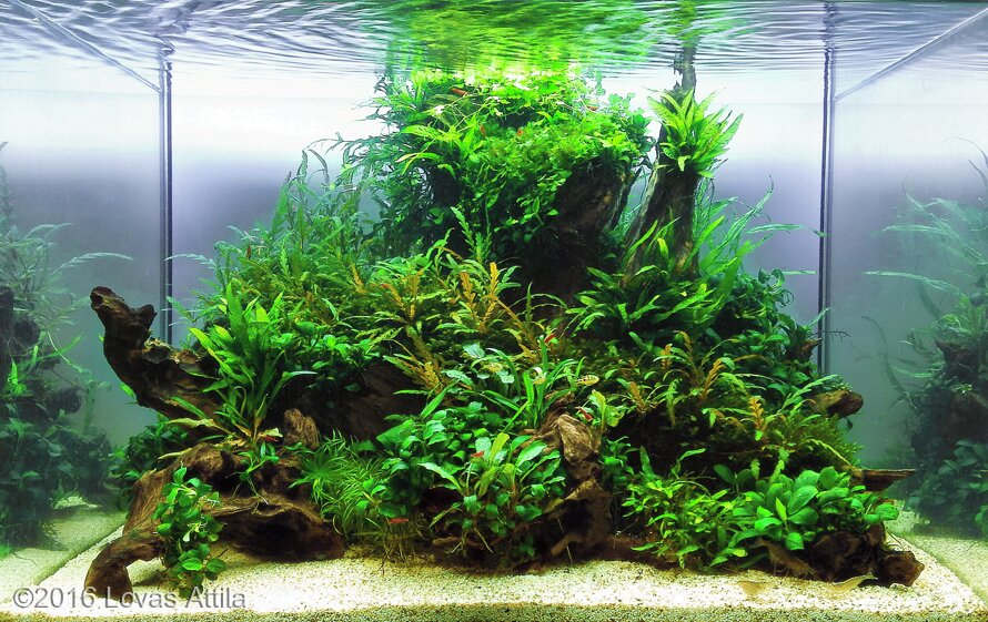 AGA 2016 Aquascaping Contest: #83