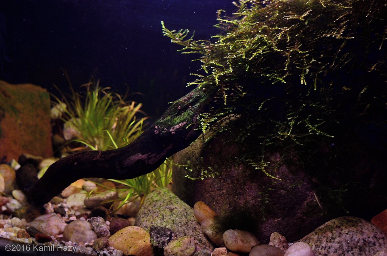 Aquarium Filter Media: RIVERBED Aquarium Peat Moss Substrate – Castle Dawn  Aquatics
