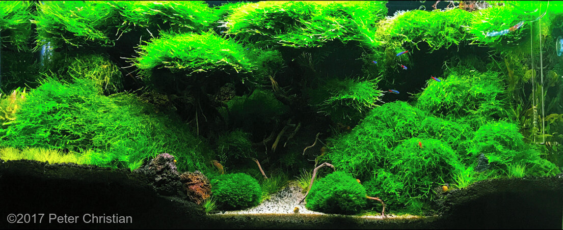 AGA 2017 Aquascaping Contest: #137