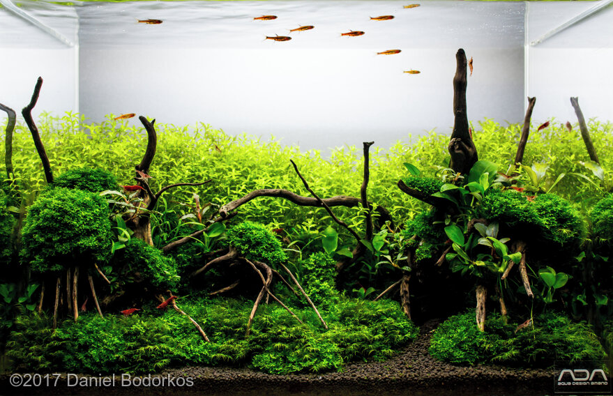 AGA 2017 Aquascaping Contest: #192