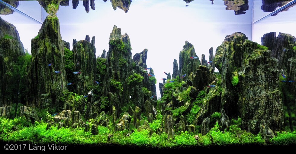 AGA 2017 Aquascaping Contest: #195