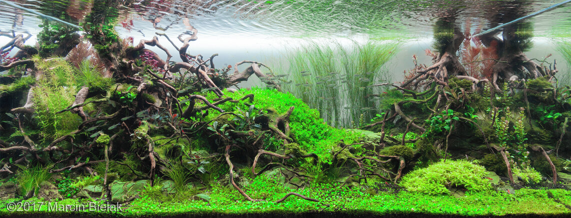 AGA 2017 Aquascaping Contest: #200