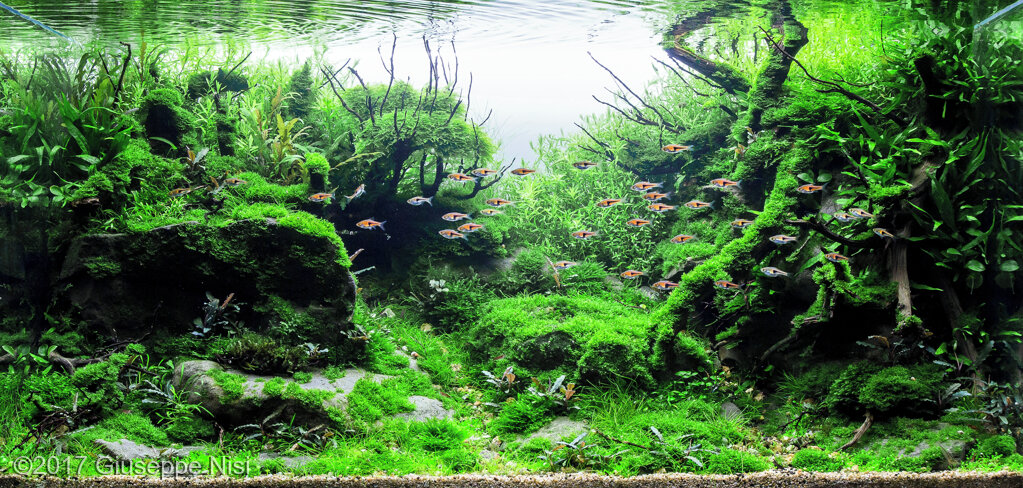 AGA 2017 Aquascaping Contest: #207