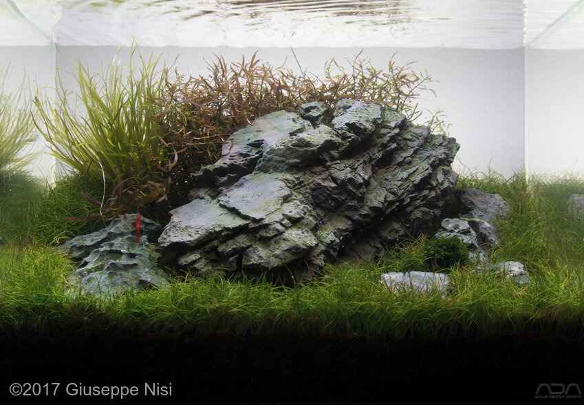 AGA 2017 Aquascaping Contest: #233