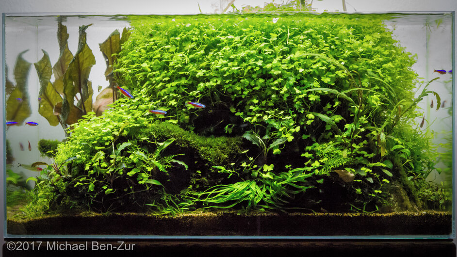 AGA 2017 Aquascaping Contest: #235