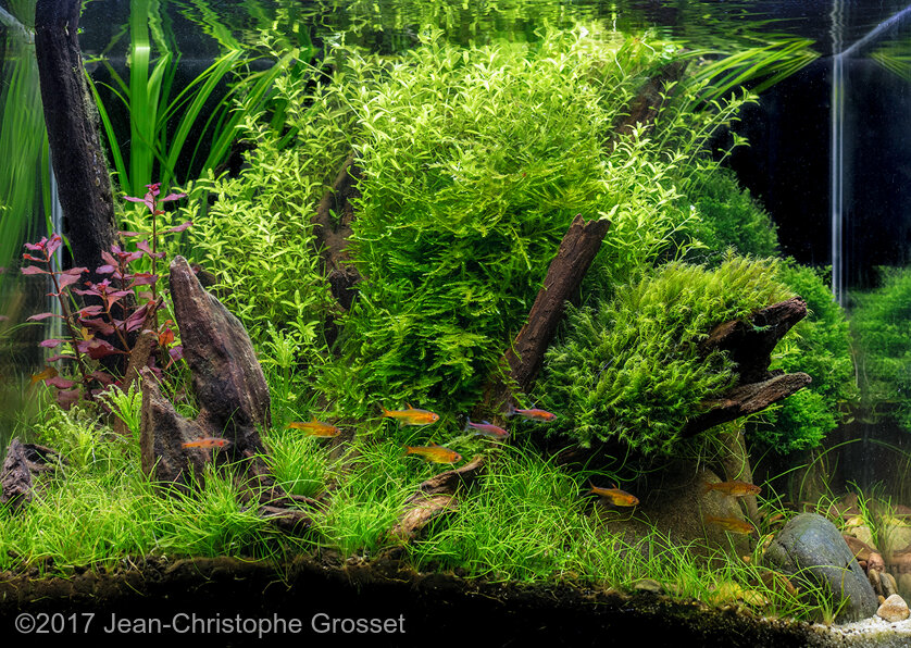 AGA 2017 Aquascaping Contest: #255