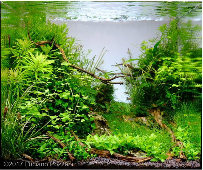 Aga 2017 Aquascaping Contest: #315