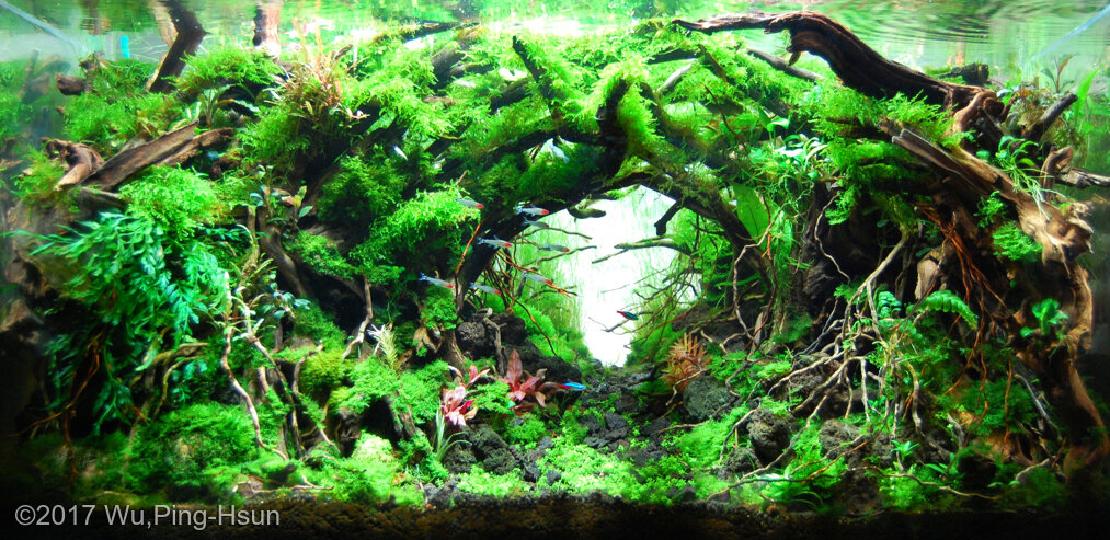 AGA 2017 Aquascaping Contest: #317