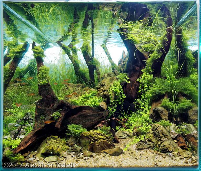 AGA 2017 Aquascaping Contest: #332