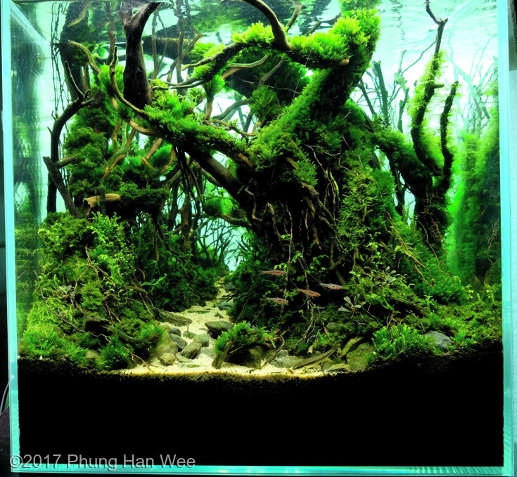 AGA 2017 Aquascaping Contest: #393