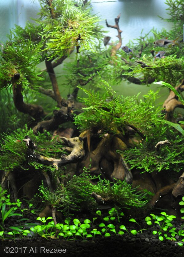 Aga 2017 Aquascaping Contest: #438