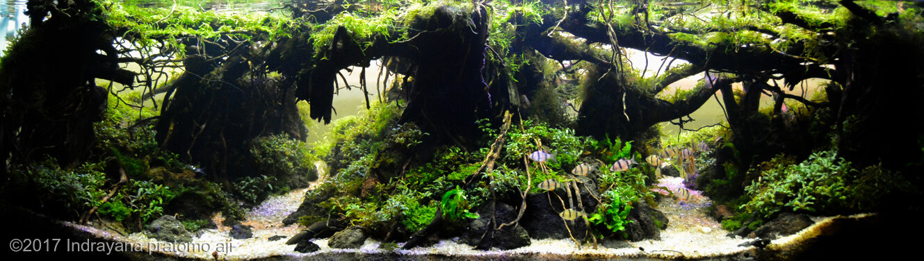 AGA 2017 Aquascaping Contest: #455