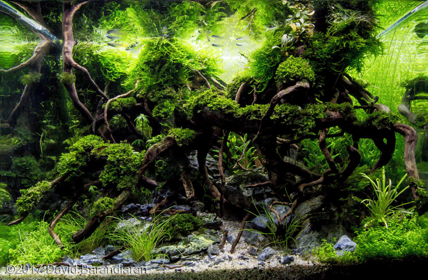 AGA 2017 Aquascaping Contest: #463