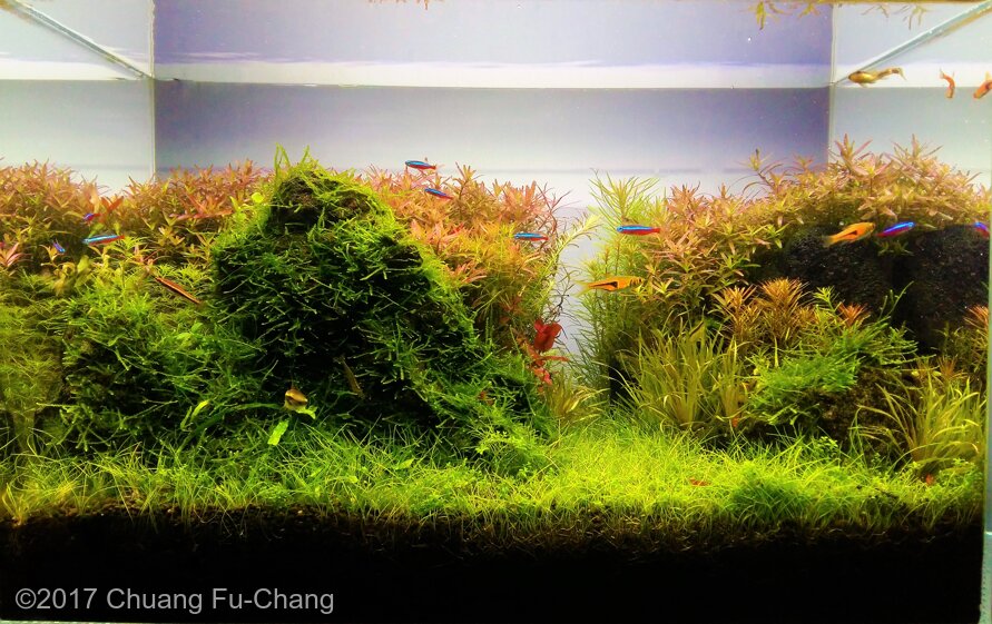 Aga 2017 Aquascaping Contest: #470