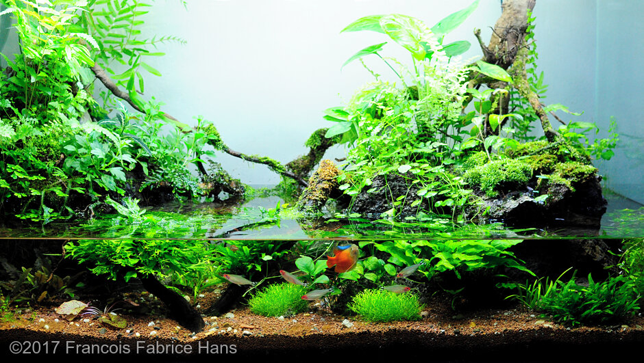 AGA 2017 Aquascaping Contest: #474