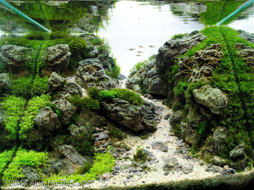 AGA 2017 Aquascaping Contest: #530