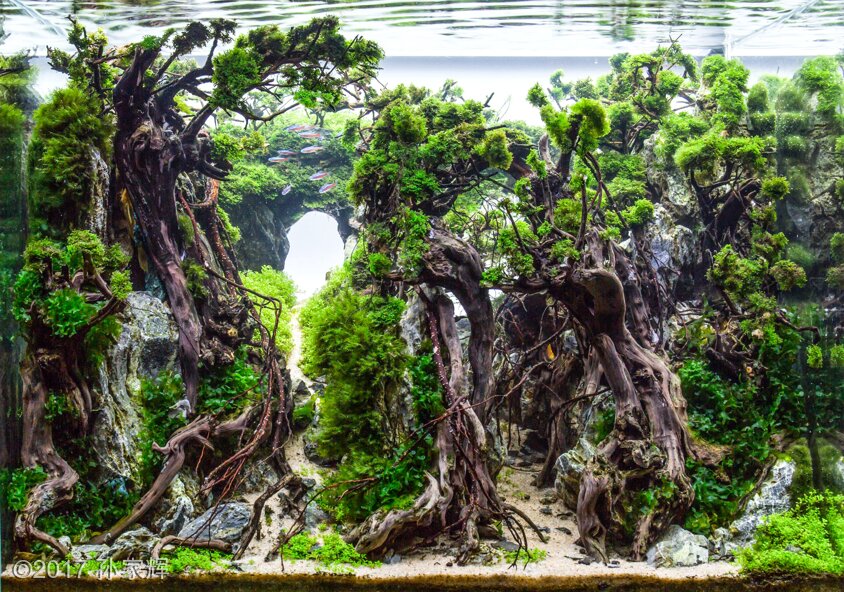 AGA 2017 Aquascaping Contest 592