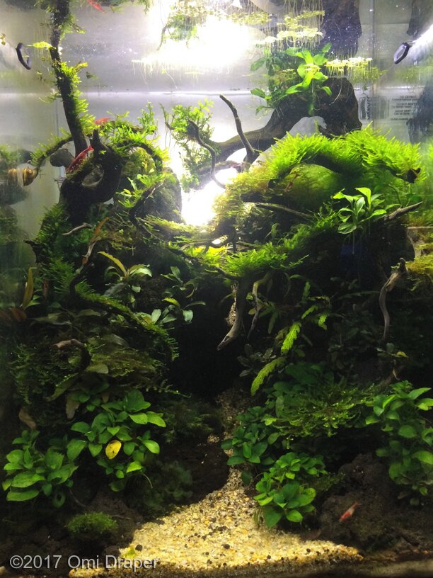 AGA 2017 Aquascaping Contest: #600