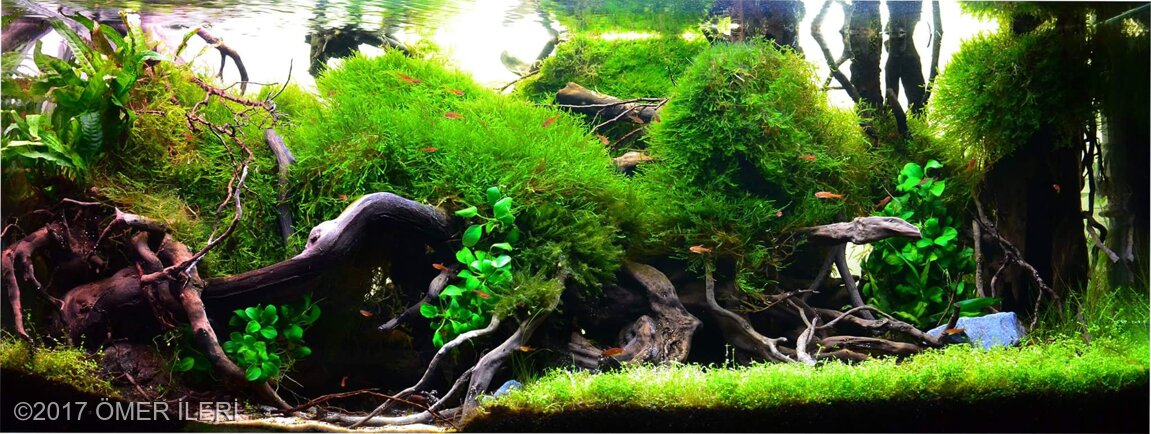 AGA 2017 Aquascaping Contest: #602