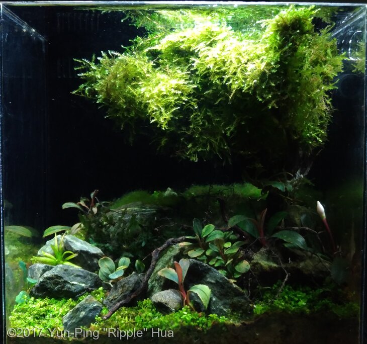 AGA 2017 Aquascaping Contest: #604