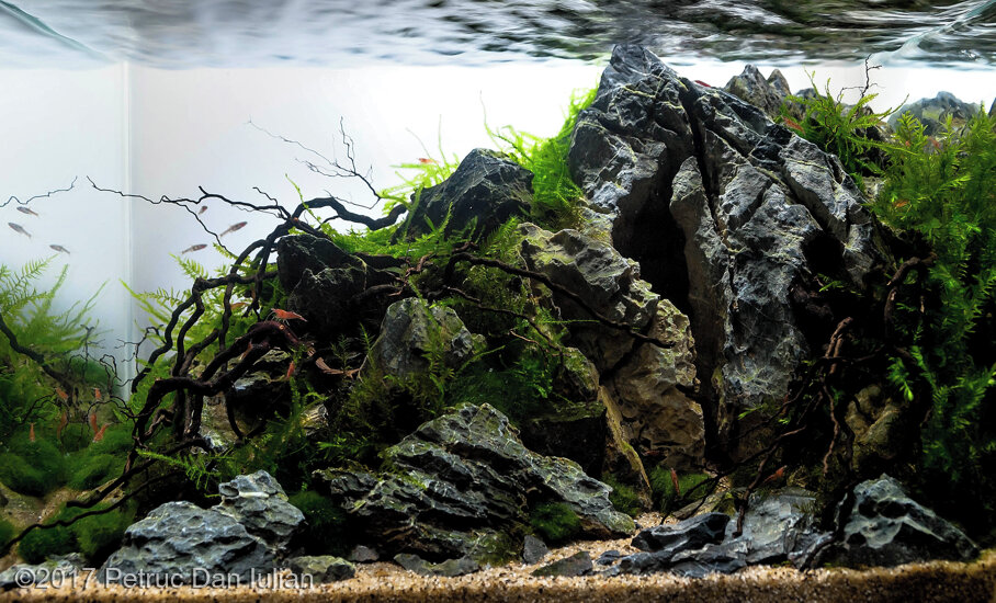 AGA 2017 Aquascaping Contest: #630