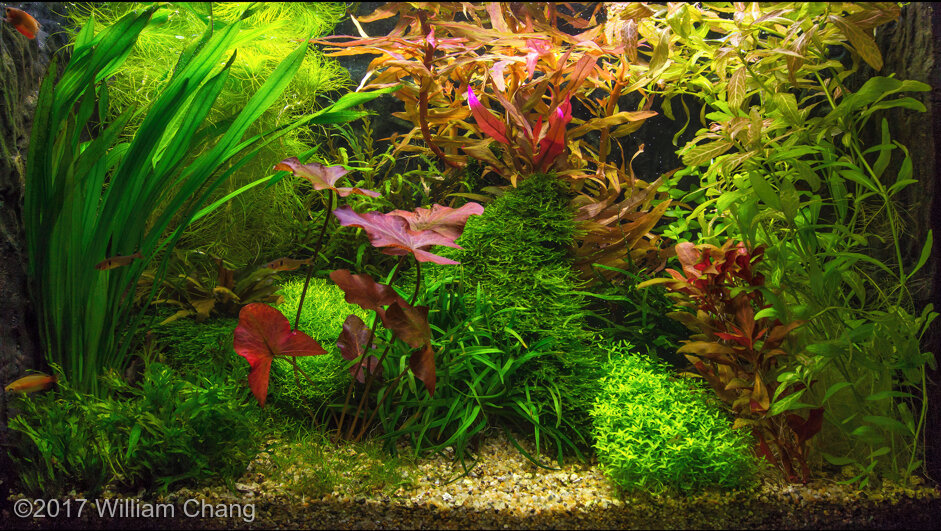 AGA 2017 Aquascaping Contest: #675