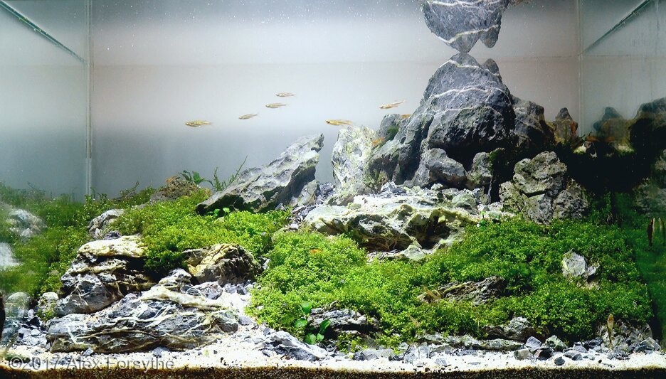 AGA 2017 Aquascaping Contest: #678