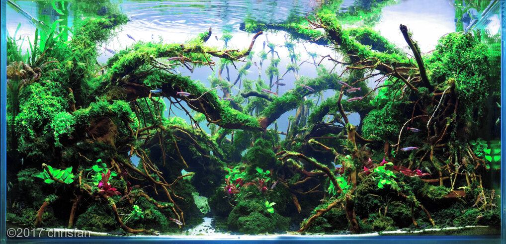 AGA 2017 Aquascaping Contest: #687