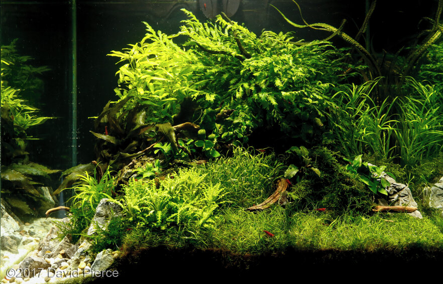 AGA 2017 Aquascaping Contest: #738