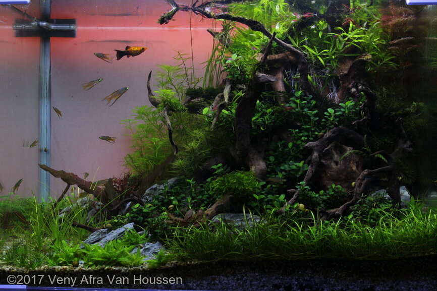 AGA 2017 Aquascaping Contest: #741