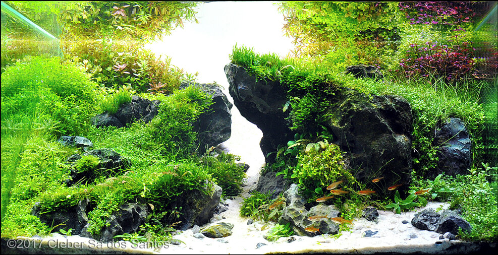 AGA 2017 Aquascaping Contest: #746