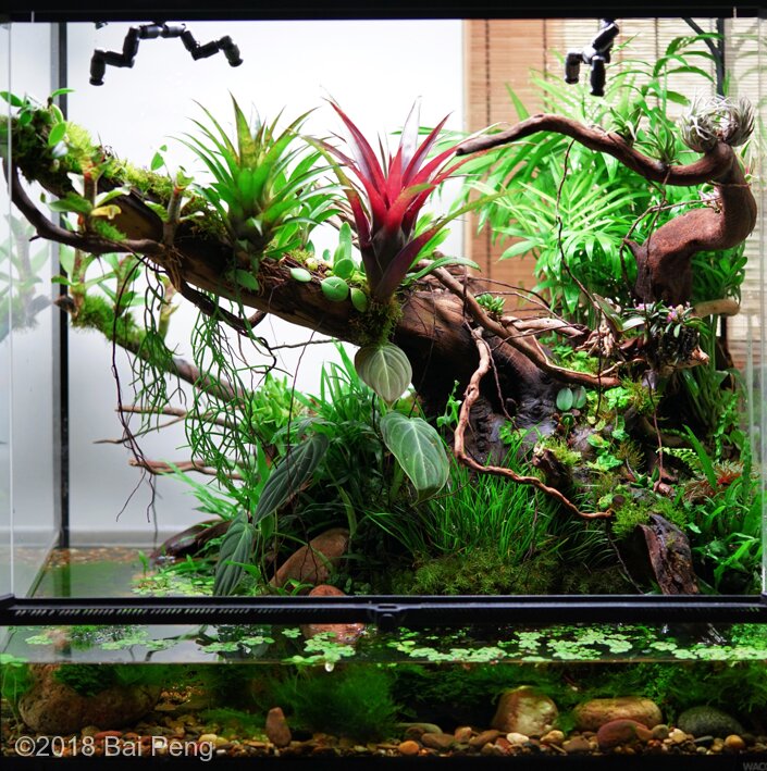 AGA 2018 Aquascaping Contest: #123