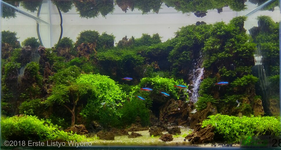 AGA 2018 Aquascaping Contest: #133