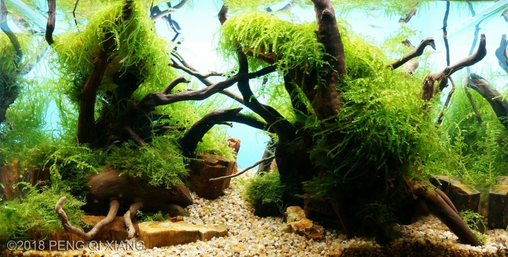 AGA 2018 Aquascaping Contest: #136