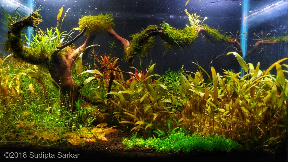 AGA 2018 Aquascaping Contest: #139