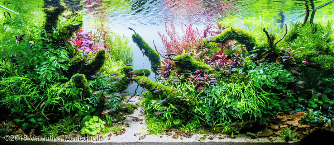 AGA 2018 Aquascaping Contest: #155