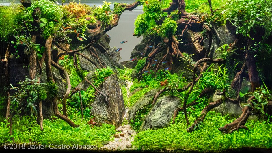 AGA 2018 Aquascaping Contest: #168