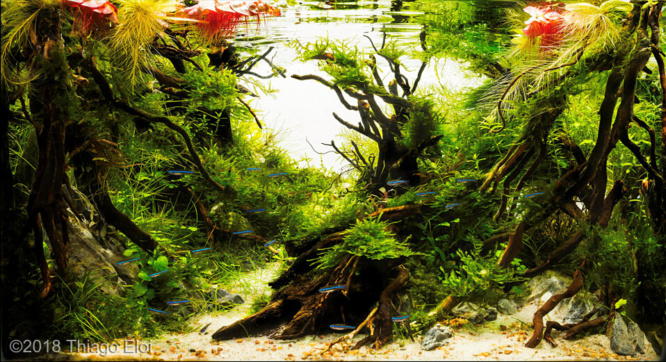 AGA 2018 Aquascaping Contest 199