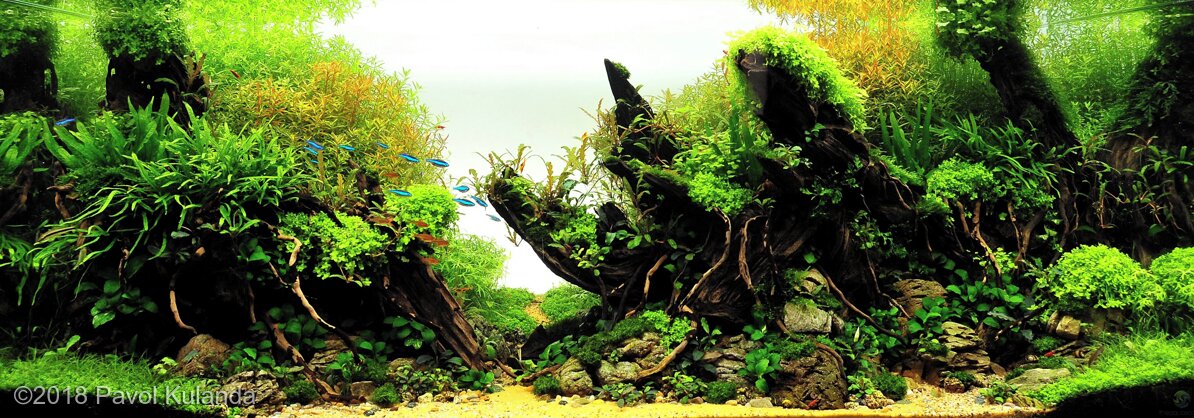 AGA 2018 Aquascaping Contest: #284