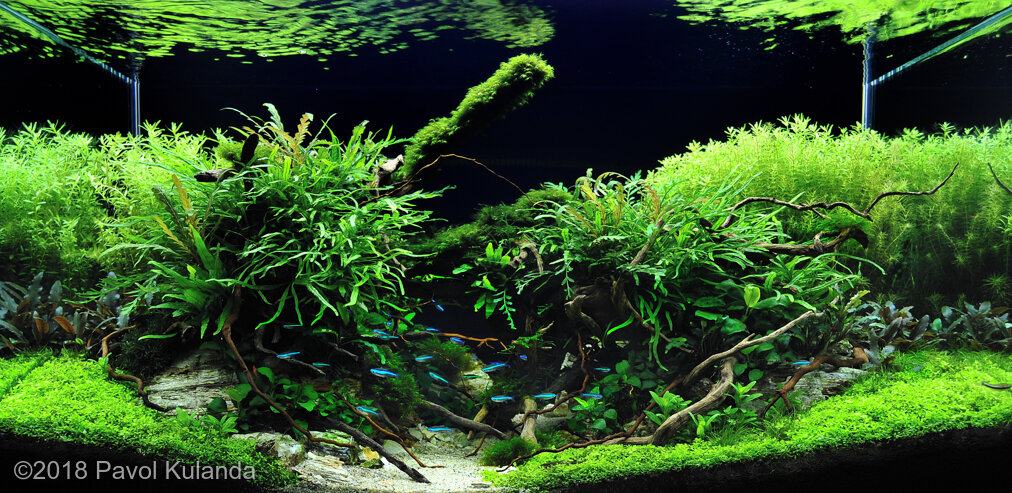 AGA 2018 Aquascaping Contest: #285