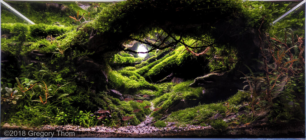 AGA 2018 Aquascaping Contest: #323